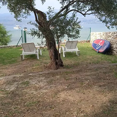 Cvitina *